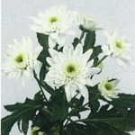 Chryzantema Euro White